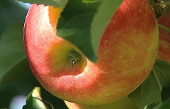 Apfel - Äpfel