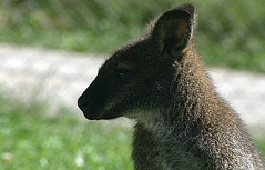 Känguru in Wagrain