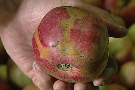 Apfel durch Frost beschädigt