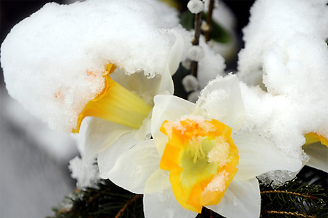 Mit Schnee bedeckte Blumen