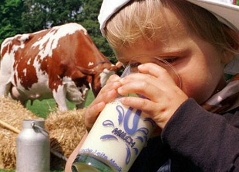 Kind, das Milch aus einem Glas trinkt, Kuh im Hintergrund