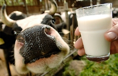 Kuh Milch Glas Hand