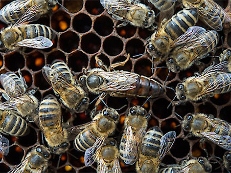 Bienenkönigin und Bienen
