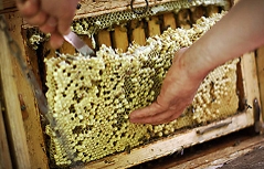 Honig aus der Wabe