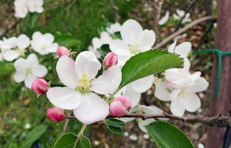 Apfelbaum, Blüte