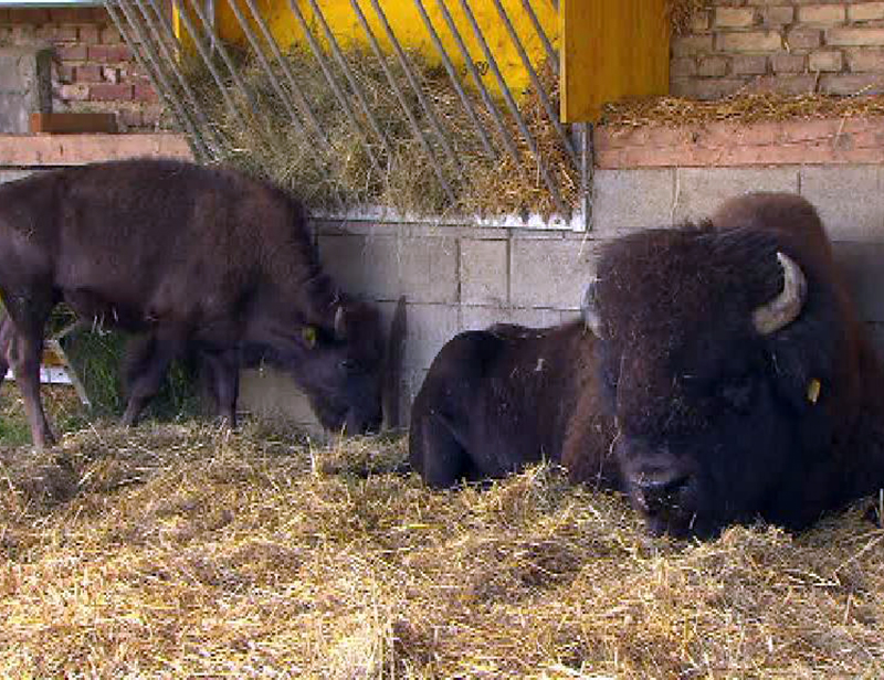 Die Familie Pucher züchtet Bisons in Zerlach in der Steiermark