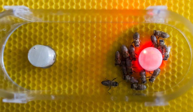 Bienen mit Bienen-Roboter