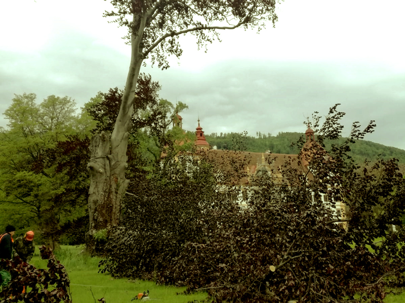 Die Baumkrone einer Blutbuche ist abgebrochen. Im Hintergrund, hinter den heruntergefallenen Ästen, ist das Schloss Eggenberg zu sehen.