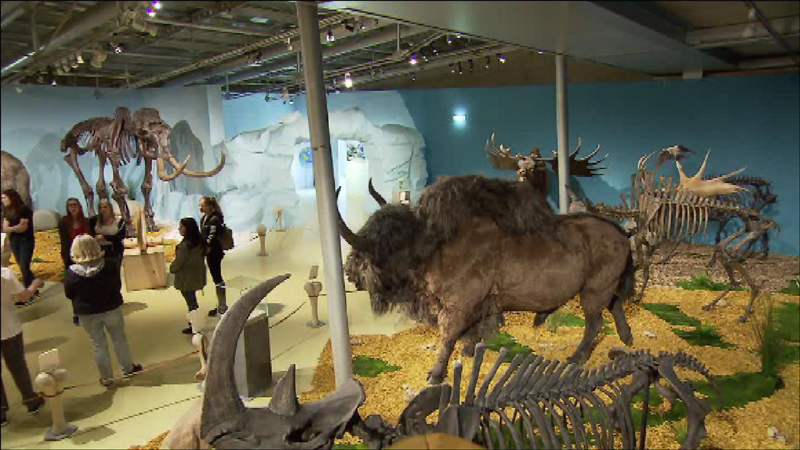 Der Ausstellungsraum mit Tierpräparaten, Skeletten und Höhle